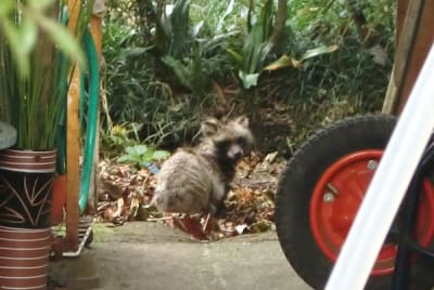 C0730 ct4qa7 - Eugenol