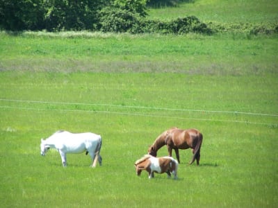 Canassons vne0lv - Eugenol