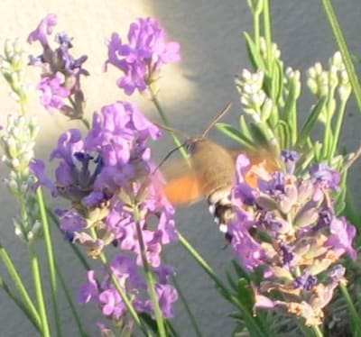 Colibri 2 rnybdq - Eugenol