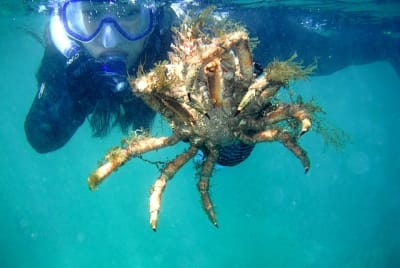 D2380 640 cqokmu - Eugenol