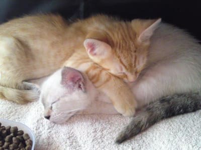 Dsc00866 n2yeu9 - Eugenol