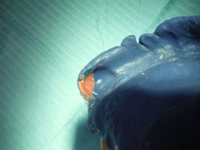 Dscf0342 khtegs - Eugenol