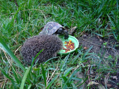 Dscf1749 fibjdx - Eugenol