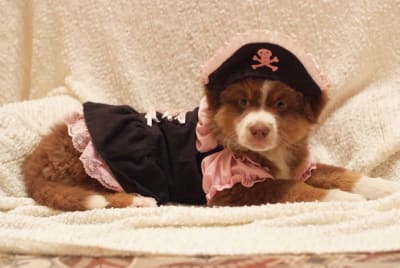 Dscf9712 i276so - Eugenol