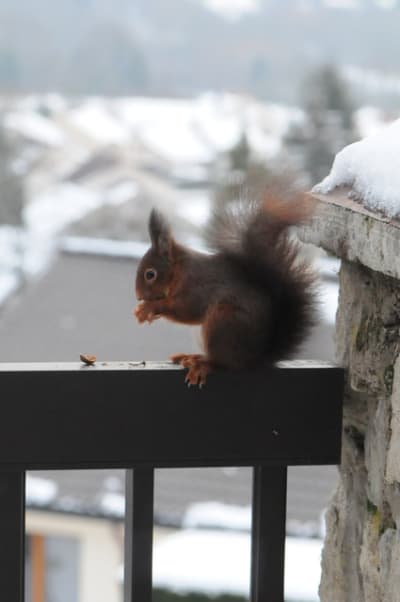 Dsc 1552 tjjhic - Eugenol