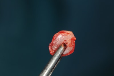 Dsc 6002 vmhjsj - Eugenol
