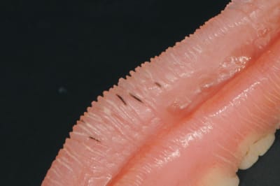 Dsc 6535 szlpo7 - Eugenol