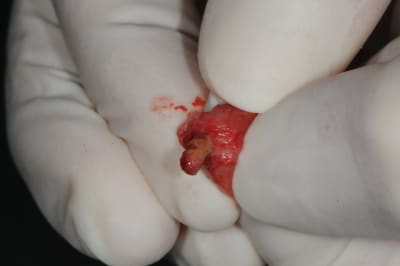 Dsc 6765 rors4l - Eugenol