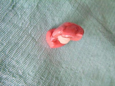 Dscf1266 ikegpl - Eugenol