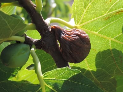 Ficus carica figuier figues faussement mures 01 iokxri - Eugenol
