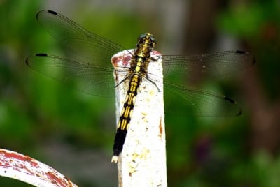 I3257 coavmo - Eugenol