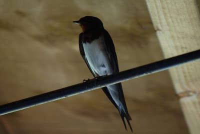 I3327 lpnvyd - Eugenol