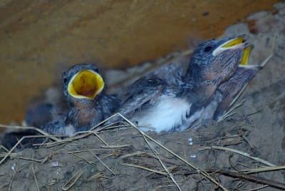 I3330 h2uasq - Eugenol