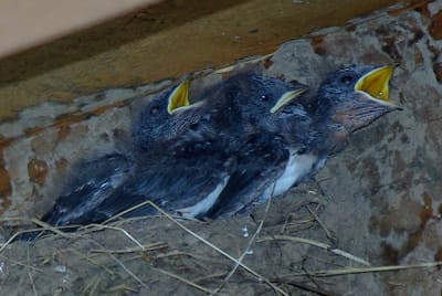 I3333 strext - Eugenol