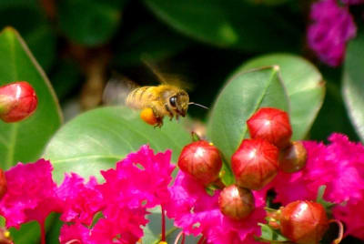 I3951 qeyyvg - Eugenol