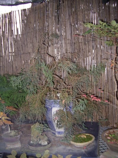 Imgp0242 stafln - Eugenol