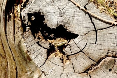 Imgp5357 500 psvikc - Eugenol