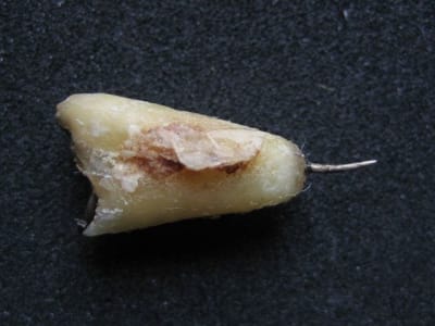 Img 0782 zcxq8g - Eugenol