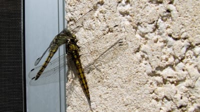 Img 0957 caphy6 - Eugenol