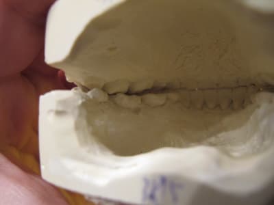 Img 1254 fl8dqa - Eugenol