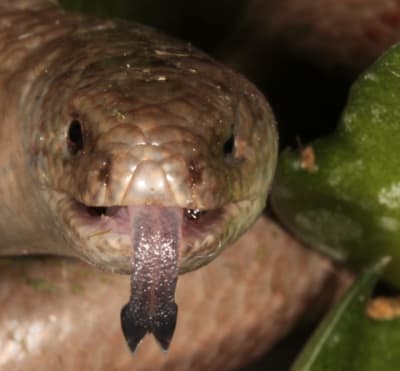 Img 1268r tyyfao - Eugenol