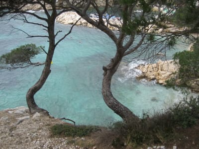 Img 2039 obiiep - Eugenol