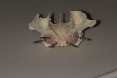 Img 6304 fxtdht - Eugenol