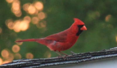 Img 6807 2 qg7zb2 - Eugenol