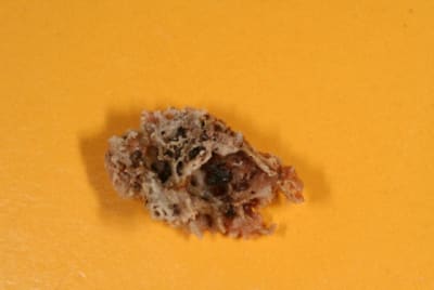 Img 7125 lfaug8 - Eugenol