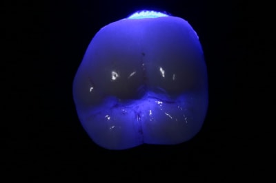 Img 7414 otucwr - Eugenol