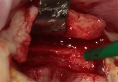 Img 7581r o9cpmb - Eugenol