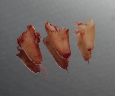 Img 8834 qp1squ - Eugenol