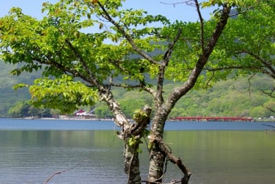 Jb  3  rmtilu - Eugenol