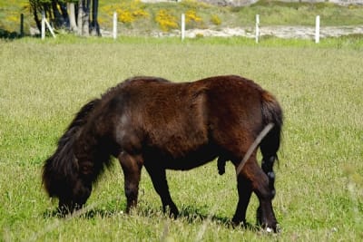 Ke2 ovnfkz - Eugenol