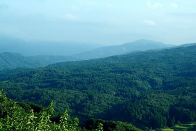 Kw  12  cguxe7 - Eugenol