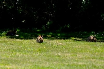 Lpa xp8m9p - Eugenol