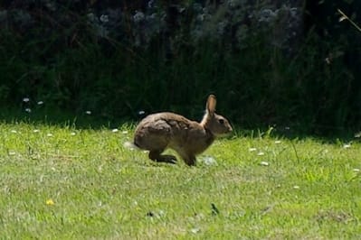 Lpf lnok86 - Eugenol