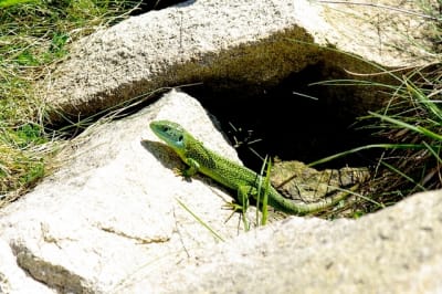 Lv2800 omfmay - Eugenol