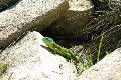 Lv3500 qbsrvu - Eugenol