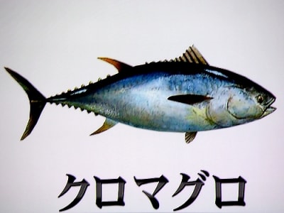 Maguro1 zwlpij - Eugenol