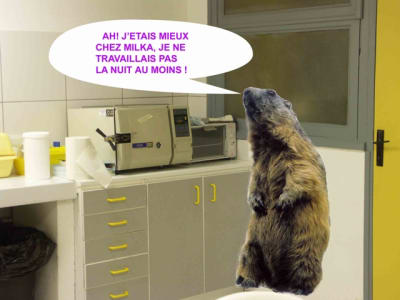 Marmotte ste bulle milka fbi1hr - Eugenol