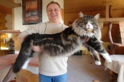 Maine coon etkhwj - Eugenol