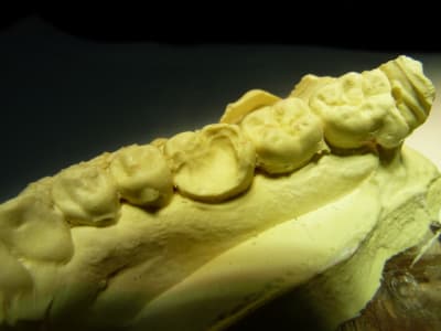 P1010544 jkxnvo - Eugenol