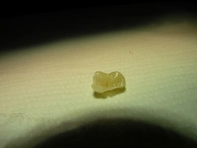 P1010545 trhj1c - Eugenol