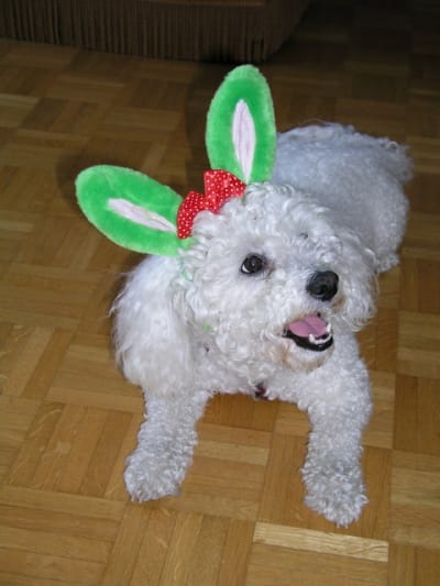 P8290032 b5pngg - Eugenol