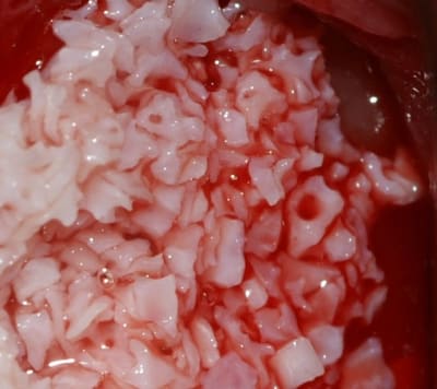 Pict1452bioosscrop100  dajk9p - Eugenol