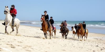 Ploc41 ktobob - Eugenol