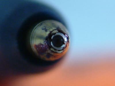 Photo16mai2006 005 dfxmgp - Eugenol