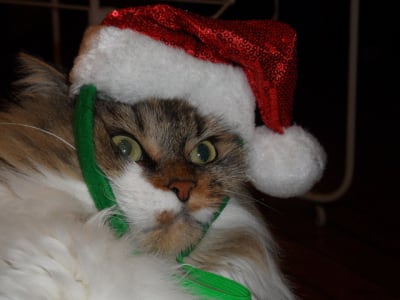 Sam 1295 vdnv58 - Eugenol