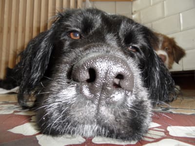 Sam 1639 sgobjn - Eugenol